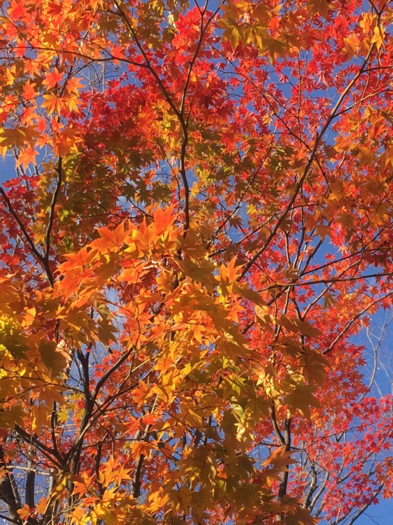 おもて倶楽部11・12月号掲載しました。過去分も覗いてみてくださいね！